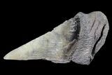 Partial Fossil Megalodon Tooth #88636-1